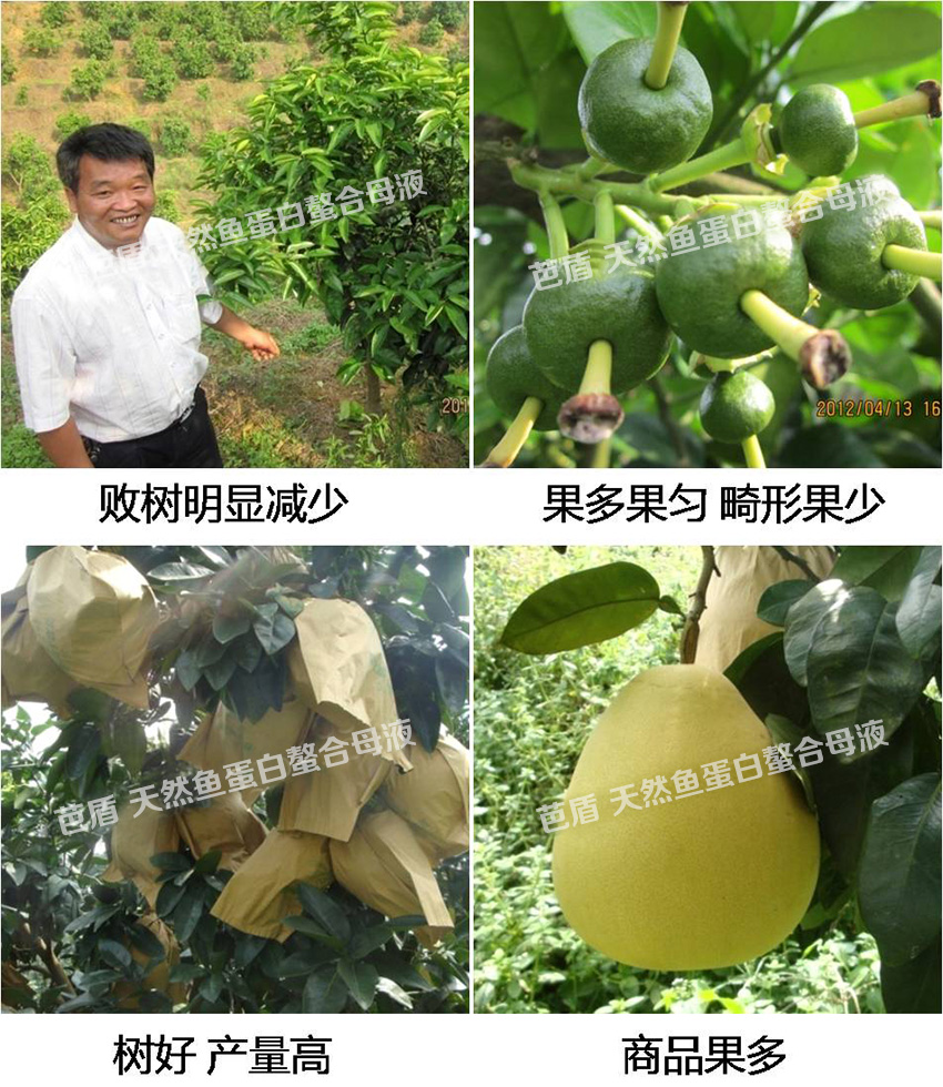 蜜柚—营养高产新方案