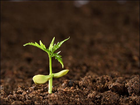 微生物菌剂如何使土壤恢复健康? 微生物菌剂如何使土壤恢复健康?
