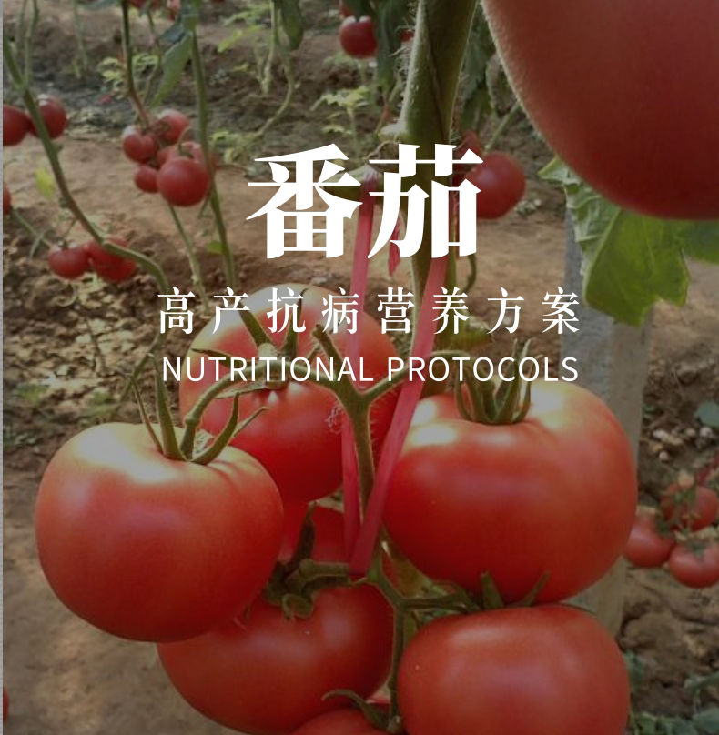 番茄高产抗病营养方案